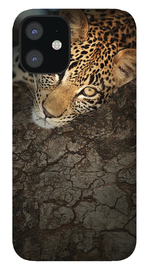 Leopard iPhone 12 Case featuring the photograph Leopard Portrait by Johan Swanepoel