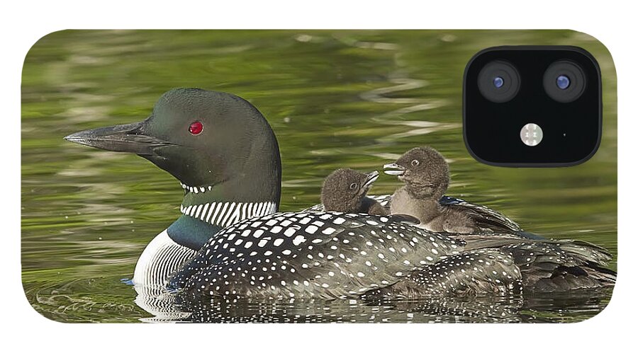 Common Loon iPhone 12 Case featuring the photograph Loon Parent with Two Chicks #1 by John Vose