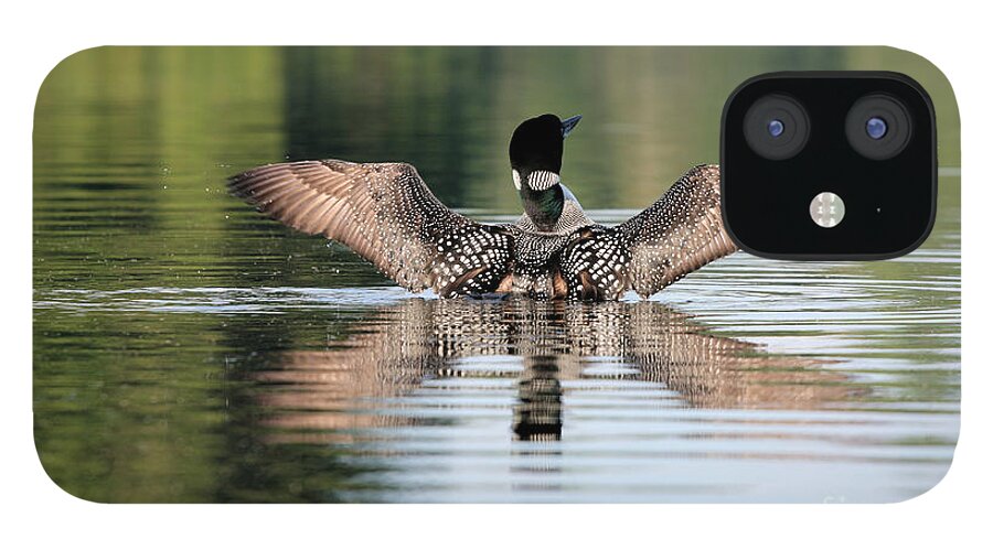 Loon Flapping Wings iPhone 12 Case featuring the photograph Loon Warning #1 by Stan Reckard