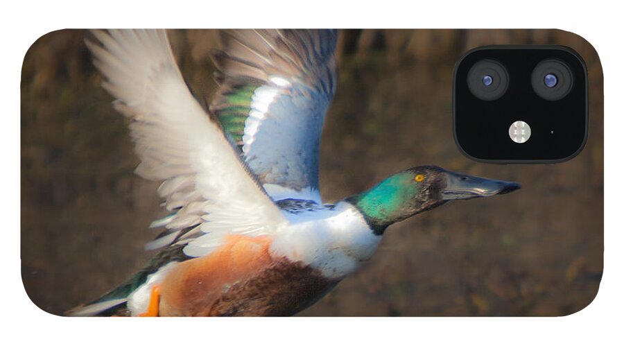 Male iPhone 12 Case featuring the photograph Male Northern Shoveler #1 by Ronald Lutz