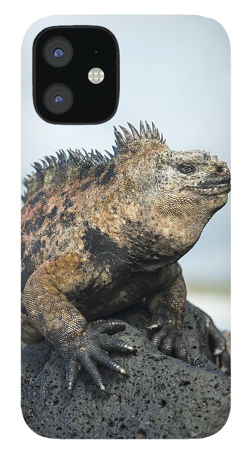 Tui De Roy iPhone 12 Case featuring the photograph Marine Iguana Male Turtle Bay Santa #1 by Tui De Roy