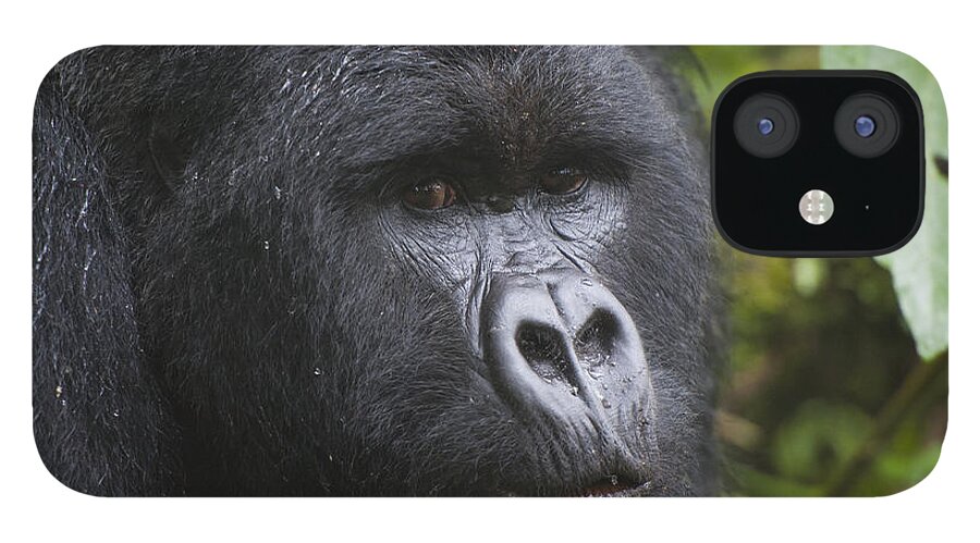 Feb0514 iPhone 12 Case featuring the photograph Mountain Gorilla Silverback Rwanda #1 by D. & E. Parer-Cook
