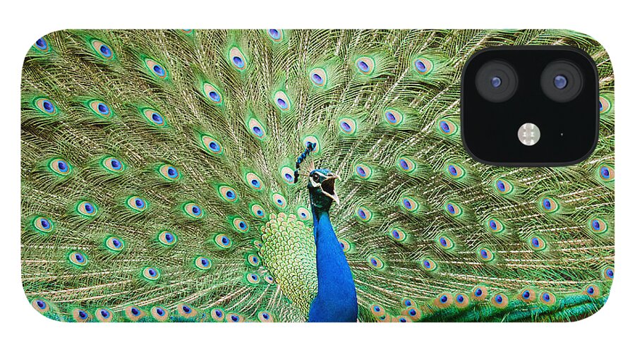 Blue Peafowl iPhone 12 Case featuring the photograph Peacock #1 by SAURAVphoto Online Store