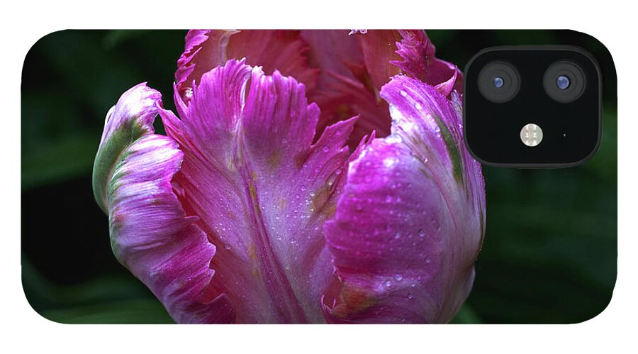 Tulip iPhone 12 Case featuring the photograph Pinklette by Doug Norkum