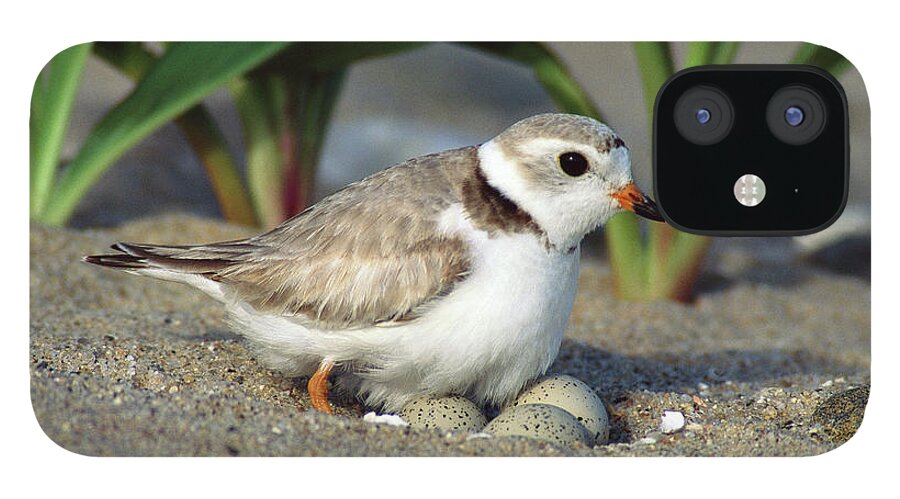 Mp iPhone 12 Case featuring the photograph Piping Plover Charadrius Melodus by Tom Vezo