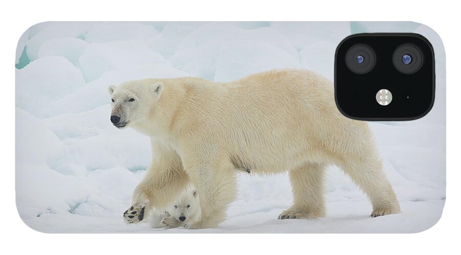Bear Cub iPhone 12 Case featuring the photograph Polar Bear Sow With Young Cub High #1 by Darrell Gulin