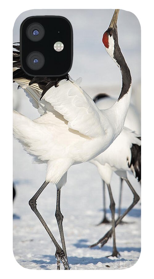 Red-crowned Crane iPhone 12 Case featuring the photograph Red-Crowned Crane Dance #2 by Natural Focal Point Photography