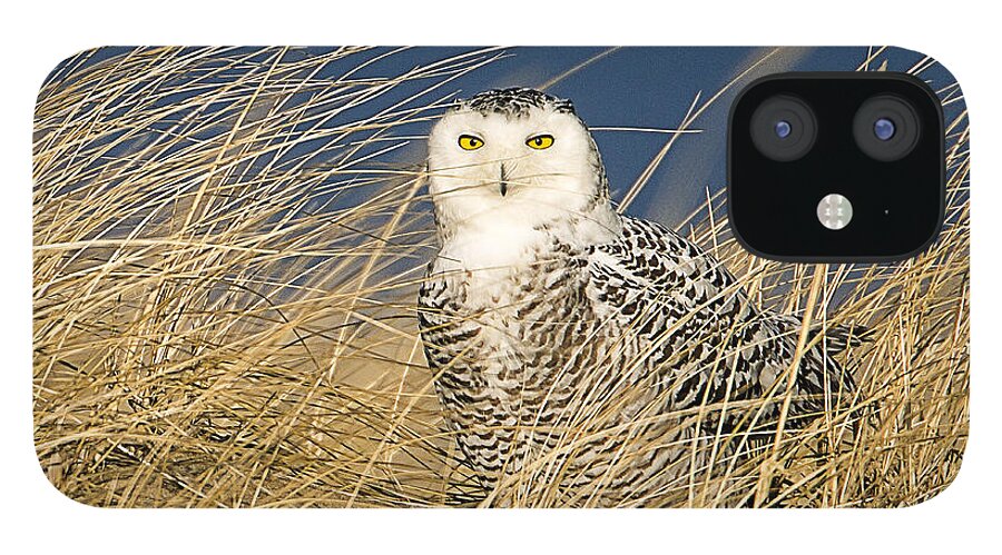 Massachusetts iPhone 12 Case featuring the photograph Snowy Owl in the Dunes by John Vose