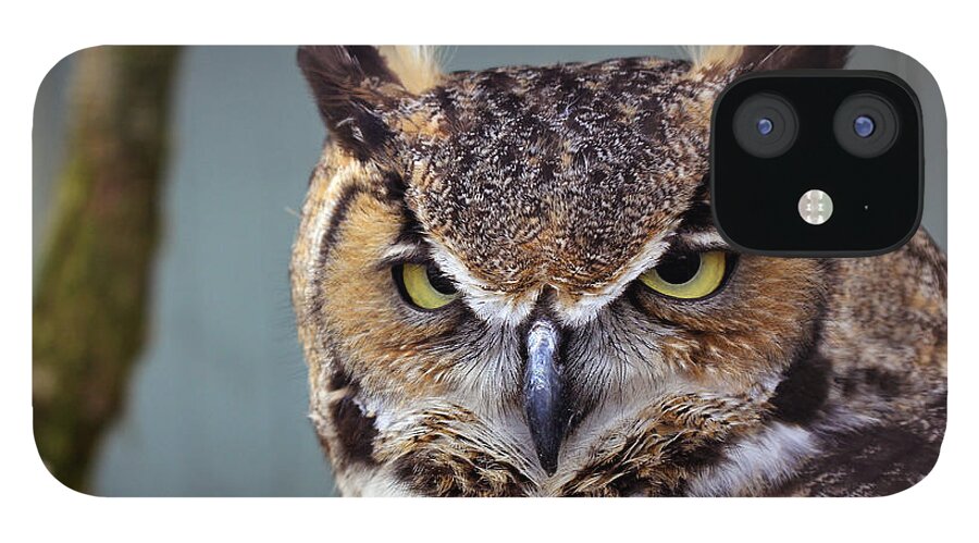 Intense Stare iPhone 12 Case featuring the photograph Intense Stare by Jennifer Robin