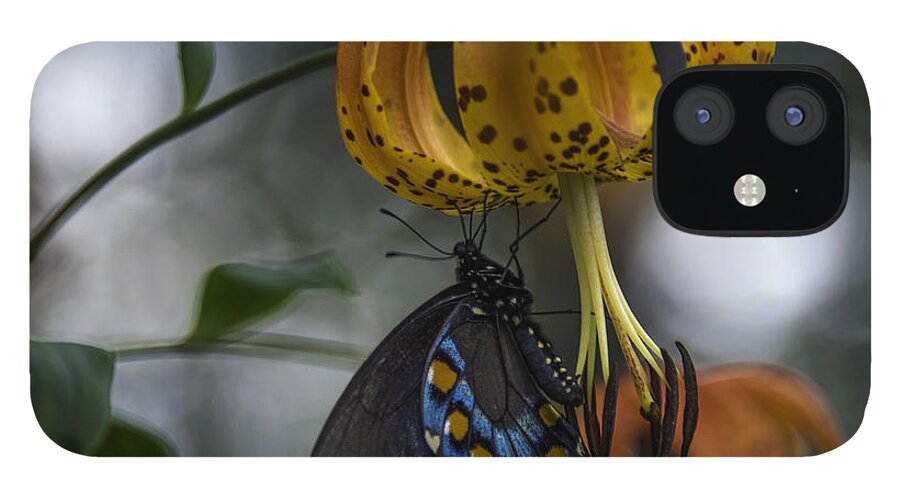 Appalachian iPhone 12 Case featuring the photograph Swallowtail On Turks Cap #1 by Donald Brown