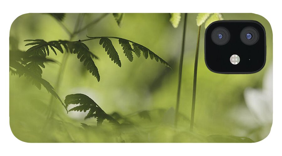 Beautiful iPhone 12 Case featuring the photograph Young fern leaves #1 by Ulrich Kunst And Bettina Scheidulin