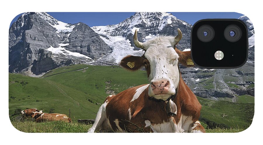 Alpine Cow iPhone 12 Case featuring the photograph 100205p181 by Arterra Picture Library