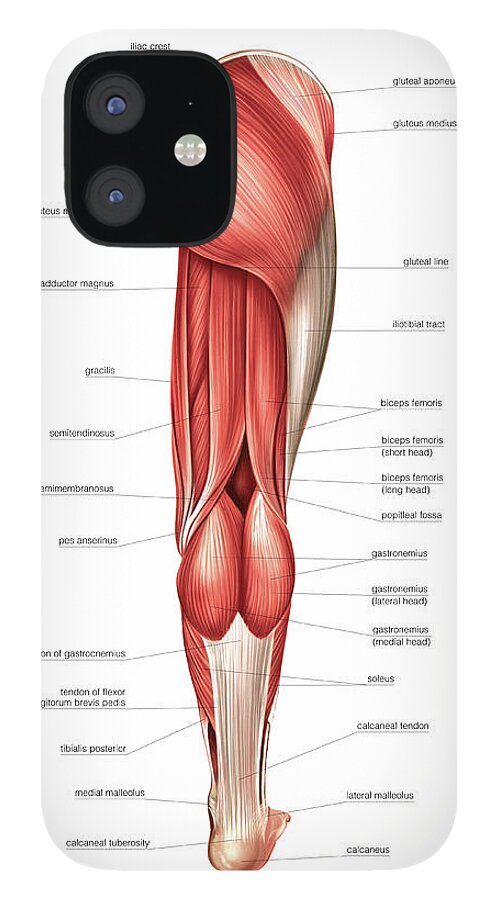Muscles Of The Leg #12 by Asklepios Medical Atlas