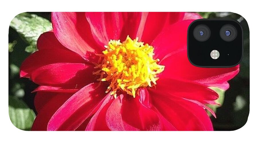 Flower iPhone 12 Case featuring the photograph #flower #19 by Tokyo Sanpopo