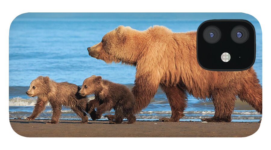 Brown Bear iPhone 12 Case featuring the photograph Brown Bear Sow And Cubs, Lake Clark #2 by Mint Images/ Art Wolfe