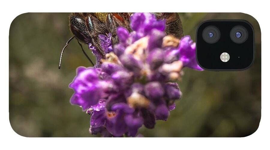 Flower iPhone 12 Case featuring the photograph Carpenter Bee on a Lavender Spike #2 by Ron Pate
