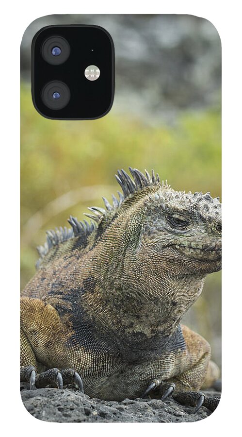534128 iPhone 12 Case featuring the photograph Marine Iguana Santa Cruz Isl Galapagos #2 by Tui De Roy