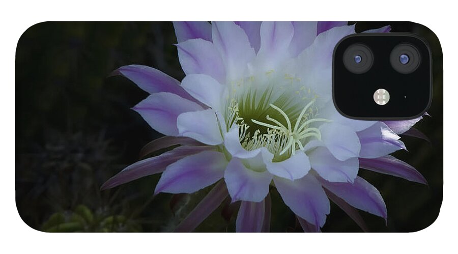 Echinopis iPhone 12 Case featuring the photograph Night Blooming Cactus #2 by Saija Lehtonen