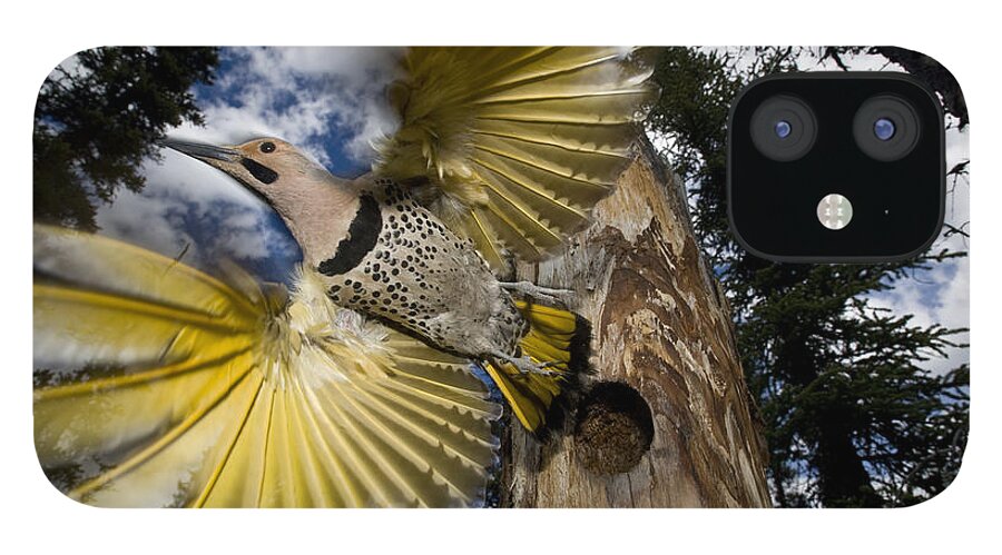 Michael Quinton iPhone 12 Case featuring the photograph Northern Flicker Leaving Nest Cavity #2 by Michael Quinton