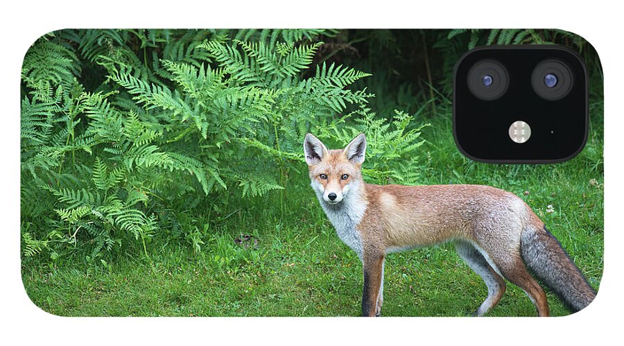 Conspiracy iPhone 12 Case featuring the photograph Red Fox At Edge Of Forest #2 by James Warwick