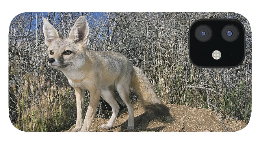 Feb0514 iPhone 12 Case featuring the photograph San Joaquin Kit Fox Carrizo Plain #2 by Kevin Schafer