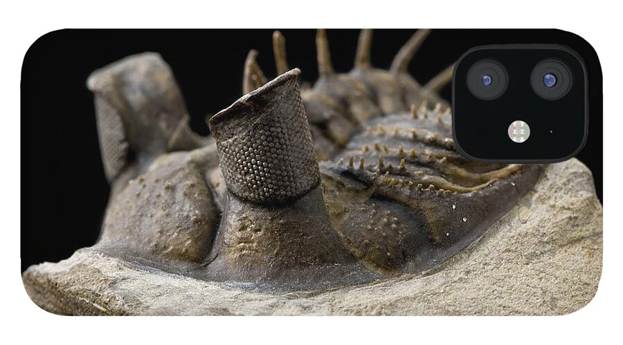 Acastidae iPhone 12 Case featuring the photograph Tower-eye Trilobite Fossil #2 by Natural History Museum, London