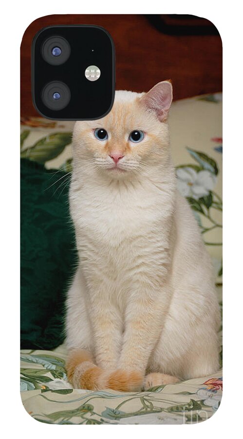 Blue Eyes iPhone 12 Case featuring the photograph Flame Point Siamese Cat #3 by Amy Cicconi