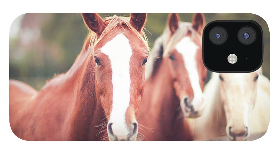 Horse iPhone 12 Case featuring the photograph 3 Friendly Thoroughbred Horses In Field by Olivia Bell Photography