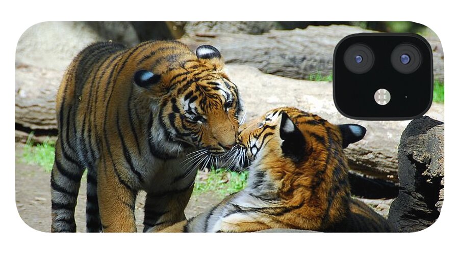 Tiger Love iPhone 12 Case featuring the photograph Tiger Love 2 by Mel Steinhauer