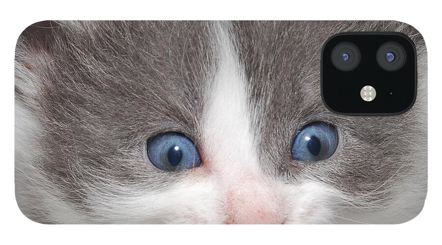 Photograph iPhone 12 Case featuring the photograph Kitten #6 by Larah McElroy