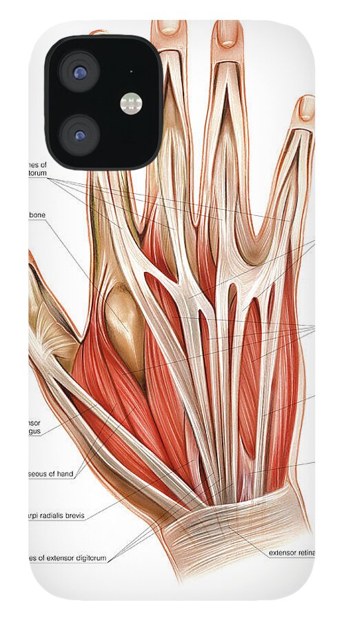 Muscles Of Trunk iPhone Case by Asklepios Medical Atlas - Science