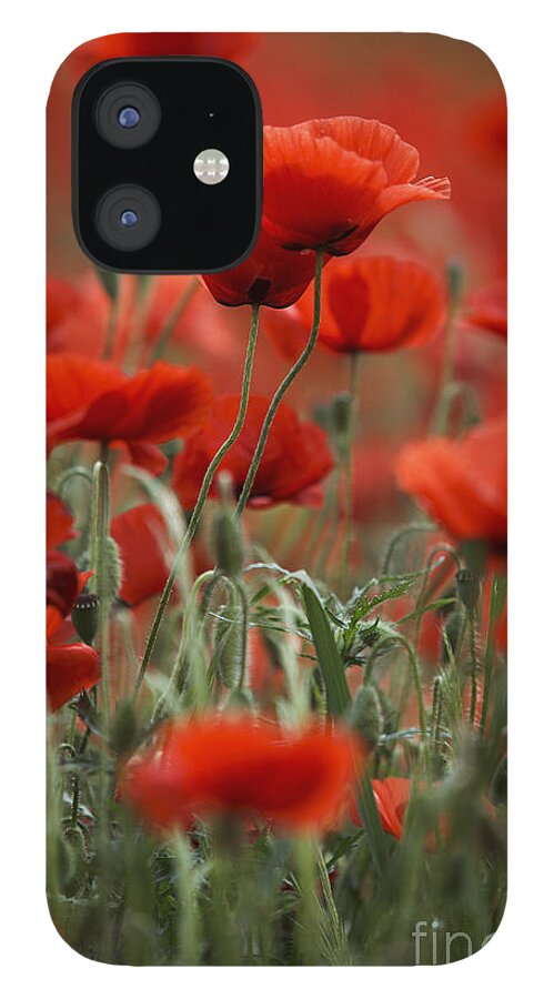 Poppy iPhone 12 Case featuring the photograph Red #8 by Nailia Schwarz