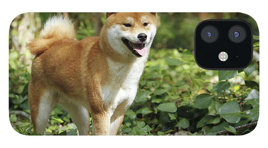 Shiba Inu iPhone 12 Case featuring the photograph Shiba Inu Dog #8 by Jean-Michel Labat