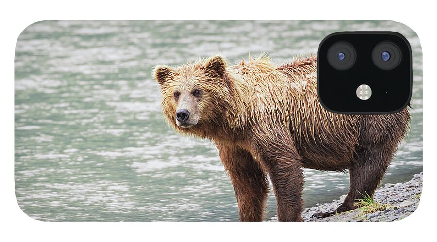 Brown Bear iPhone 12 Case featuring the photograph A Coastal Brown Bear Sow Stands On A by John Delapp / Design Pics
