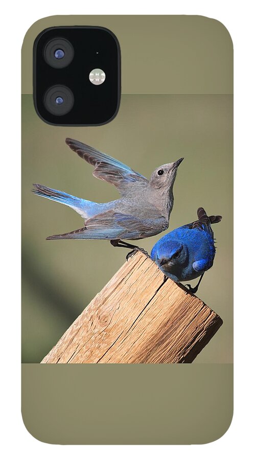 Blue Birds iPhone 12 Case featuring the photograph A Great Pair by Shane Bechler