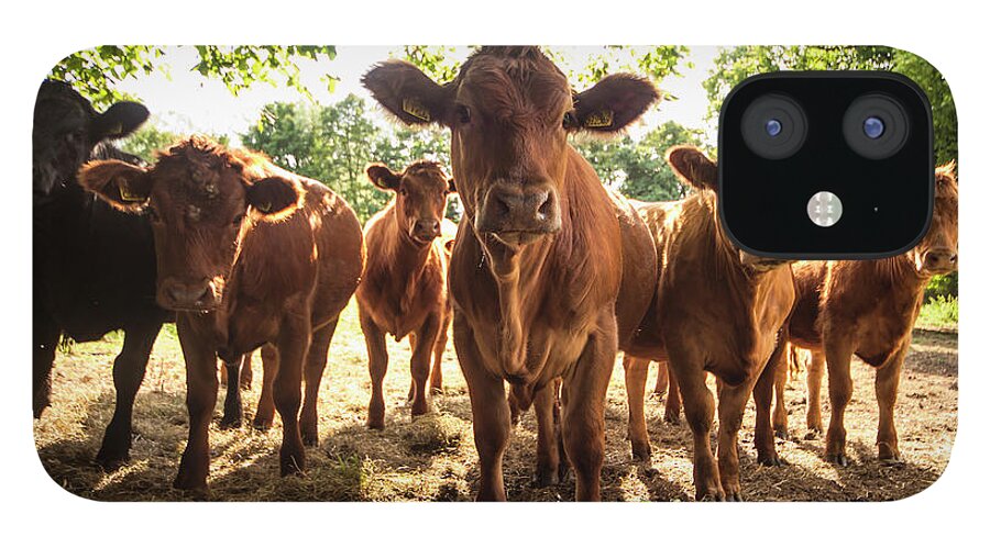 Black Color iPhone 12 Case featuring the photograph A Herd Of Cows Staring At The Camera by John Short / Design Pics
