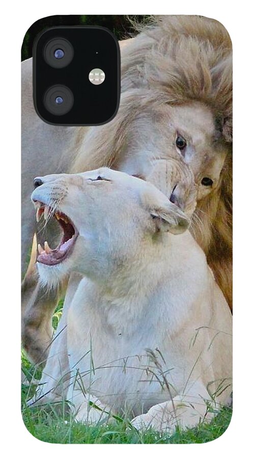 White Lions iPhone 12 Case featuring the photograph African White Lions by Venetia Featherstone-Witty