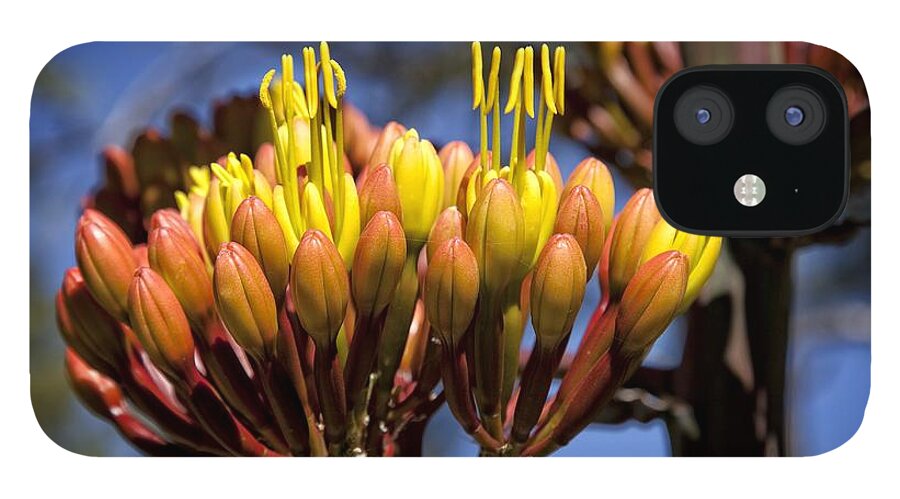 Agave iPhone 12 Case featuring the photograph Agave Blooms by Ron Chilston