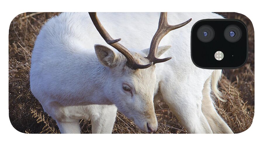 Deer iPhone 12 Case featuring the photograph Albino deer by Steev Stamford