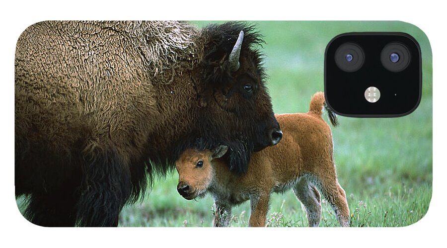 00761609 iPhone 12 Case featuring the photograph American Bison and Calf Yellowstone NP by Suzi Eszterhas