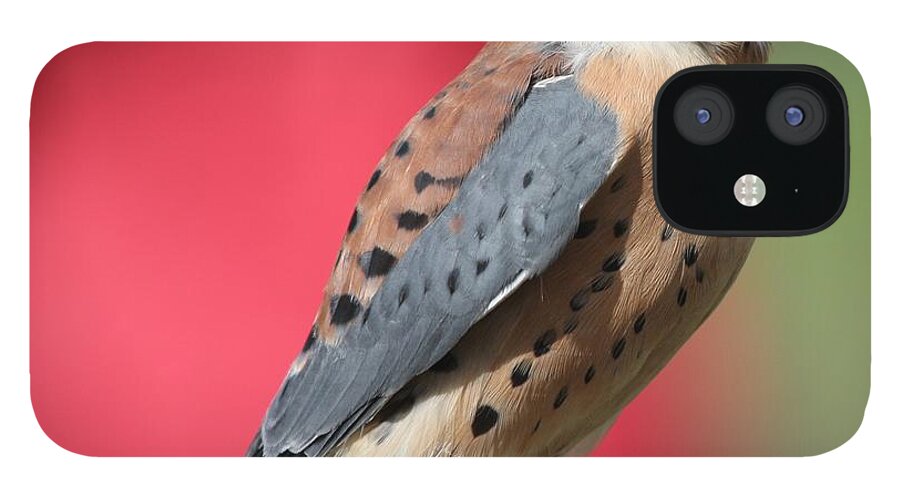 Kestrel iPhone 12 Case featuring the photograph American Kestrel by Nathan Rupert