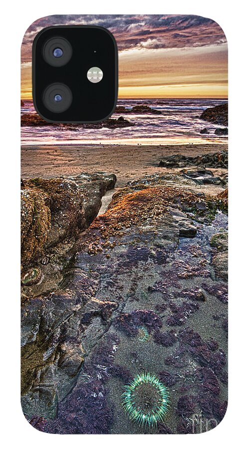 Beach iPhone 12 Case featuring the photograph Anemone Sunset by Alice Cahill