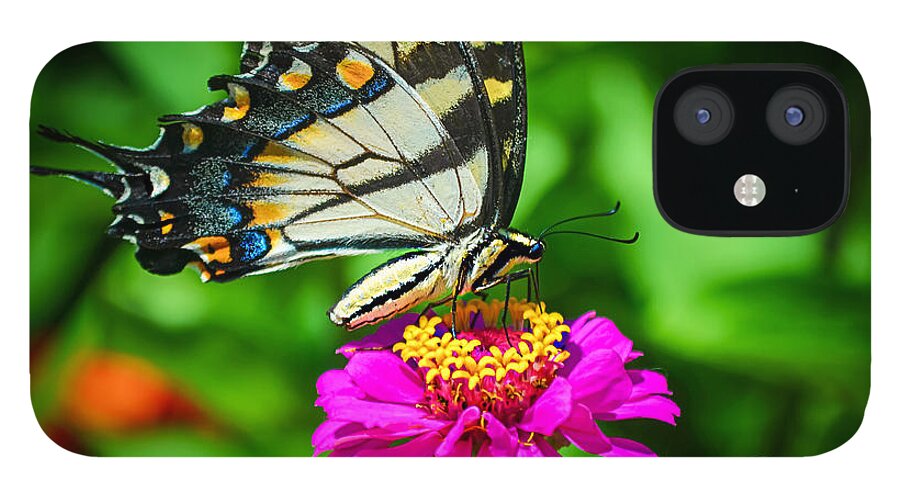 Anise Butterfly iPhone 12 Case featuring the photograph Anise Swallowtail Butterfly by Peggy Franz