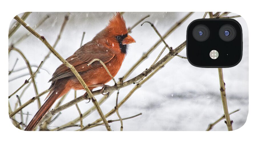 Cardinal iPhone 12 Case featuring the photograph Another Snowy Day by Jan Killian