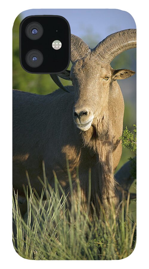 Barbary iPhone 12 Case featuring the photograph Aoudad Sheep Ram by Gary Langley