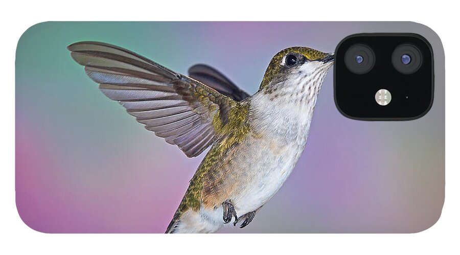 Ruby-throated Hummingbird iPhone 12 Case featuring the photograph Ascending by Leda Robertson
