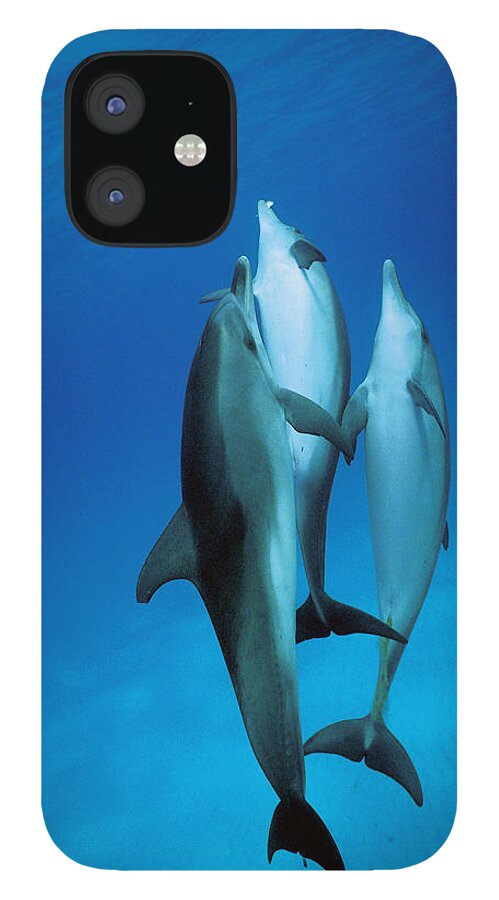 Feb0514 iPhone 12 Case featuring the photograph Atlantic Spotted Dolphin Juveniles by Hiroya Minakuchi