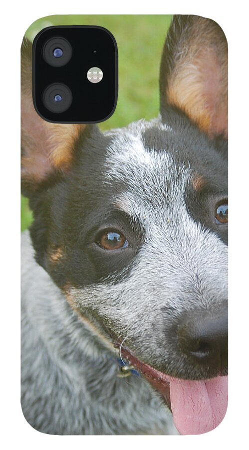 Photograph iPhone 12 Case featuring the photograph Australian Cattle Dog by Larah McElroy