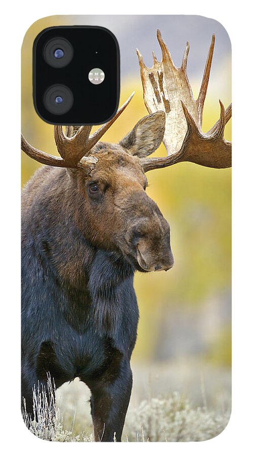 Autumn iPhone 12 Case featuring the photograph Autumn Bull Moose by Gary Langley