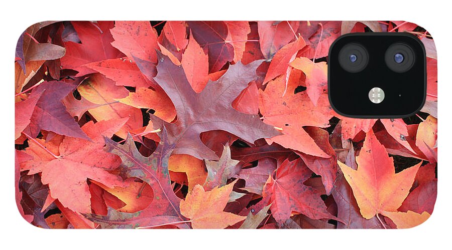 Autumn iPhone 12 Case featuring the photograph Autumn Reds by Gerry Bates